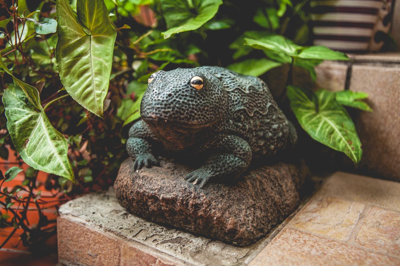 Palmeiras Guest House マプト エクステリア 写真